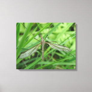 Crane Fly Canvas Print