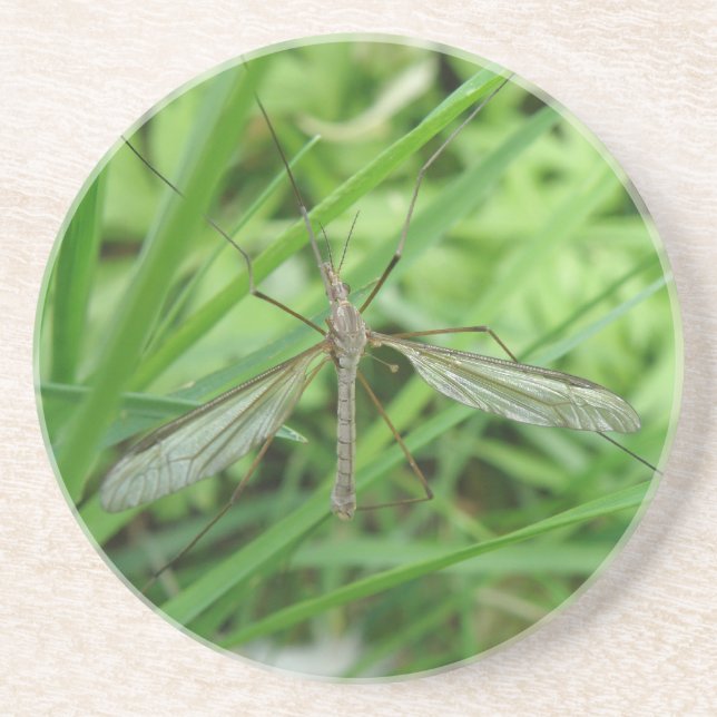 Crane Fly Coasters (Front)