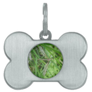 Crane Fly Pet Tag