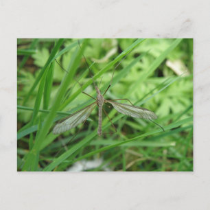Crane Fly Postcard