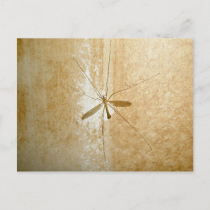 Crane Fly Postcard