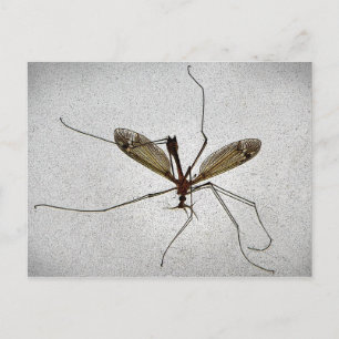 Crane Fly Postcard