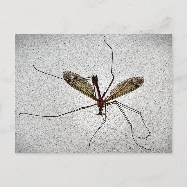 Crane Fly Postcard (Front)