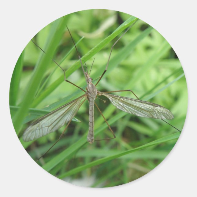 Crane Fly Sticker (Front)