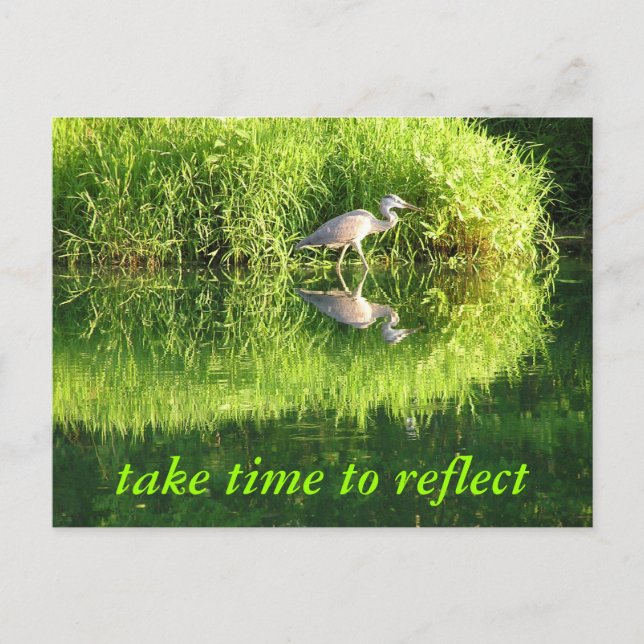 Crane Reflection Postcard (Front)