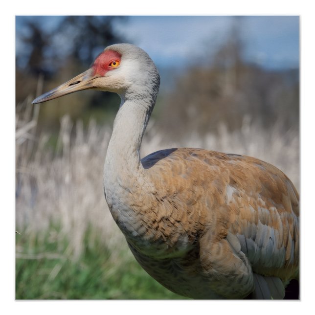 Crane View Poster (Front)