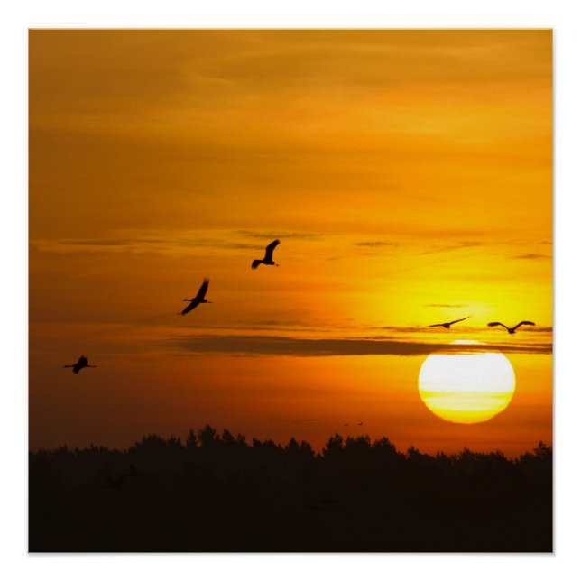 Cranes at sunrise poster (Front)