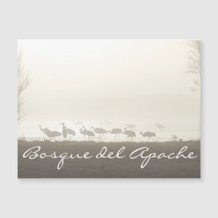 Cranes in the mist Bosque del Apache