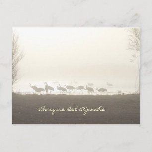 Cranes in the mist Bosque del Apache Postcard