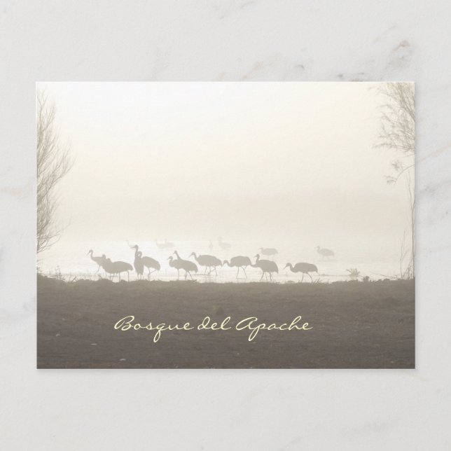 Cranes in the mist Bosque del Apache Postcard (Front)