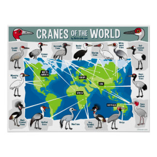 Cranes of the World Poster