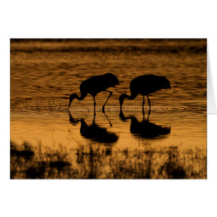 Cranes Silhouetted by the Sunset