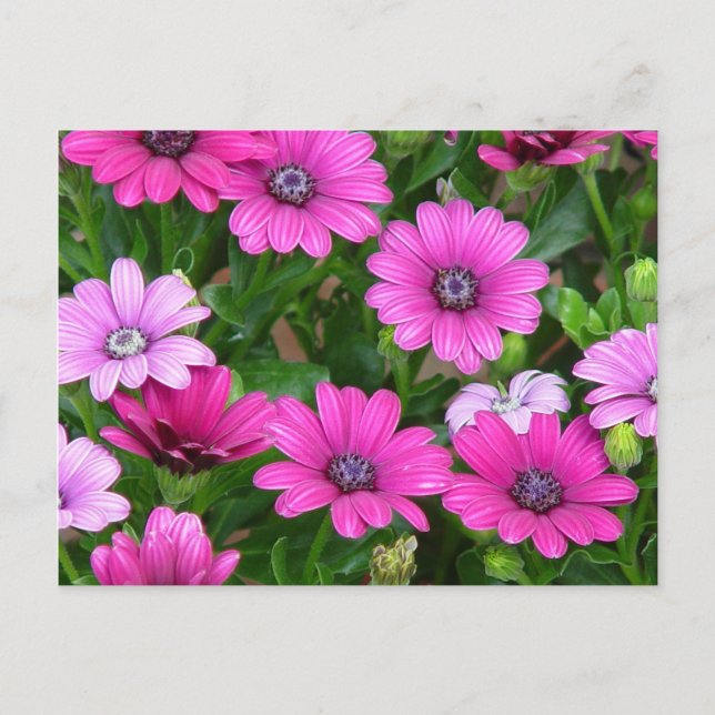 Cranesbill Geranium (Pink Flowers) Postcard (Front)