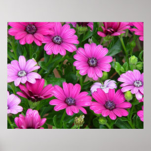 Cranesbill Geranium (Pink Flowers) Print / Poster