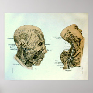 Cranial Nerves Poster