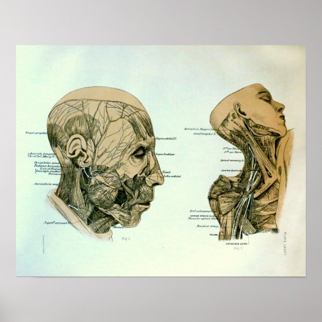 Cranial Nerves Poster (Front)