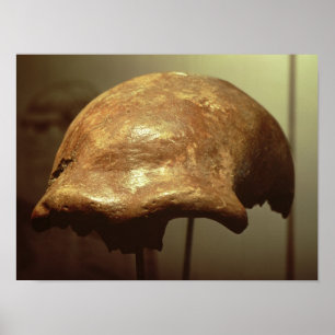 Cranium of a Neanderthal Poster