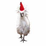 Cranky Silkie Bantam Chicken Santa Hat Christmas Standing Photo Sculpture<br><div class="desc">Know someone who gets cranky at Christmas time?  Then this cranky Silkie Chicken is for them!</div>