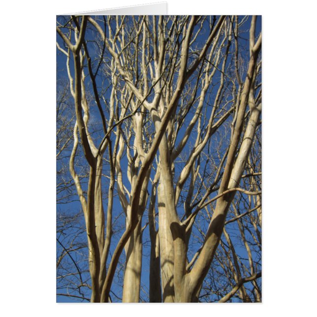 Crape Myrtle In Winter (Front)