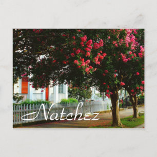 Crape Myrtle, Summer in Natchez, MS Postcard