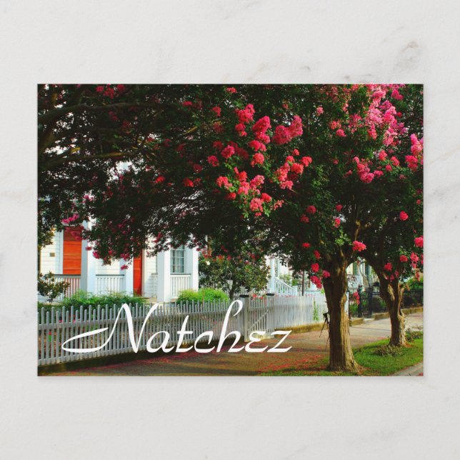 Crape Myrtle, Summer in Natchez, MS Postcard (Front)