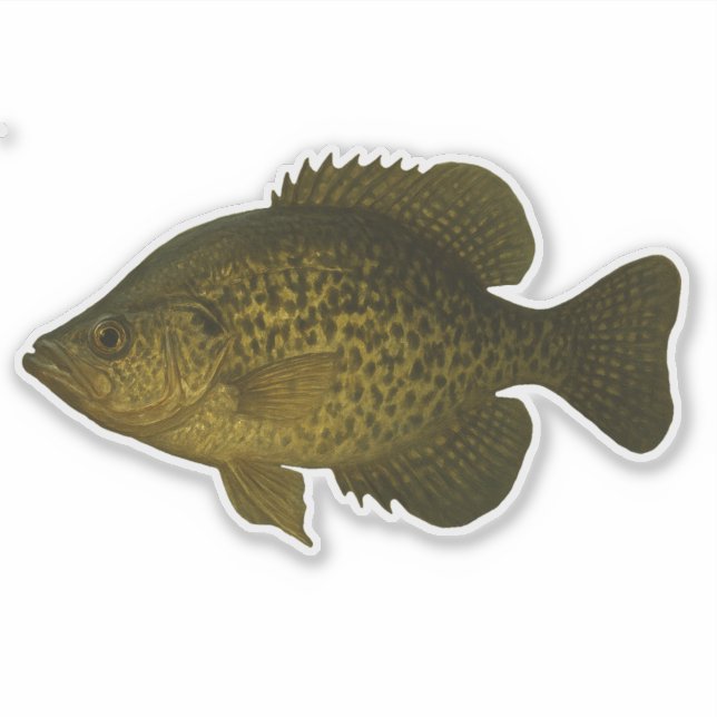 Crappie Cut-out Sticker (Front)