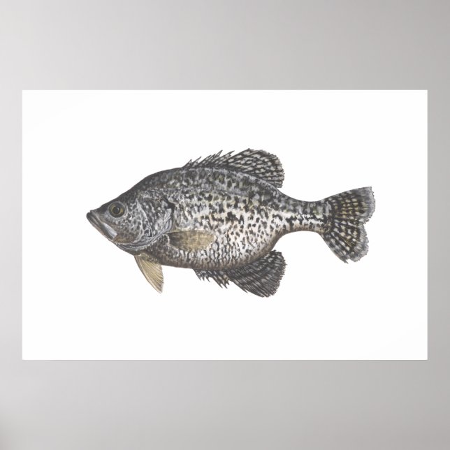 Crappie Poster (Front)