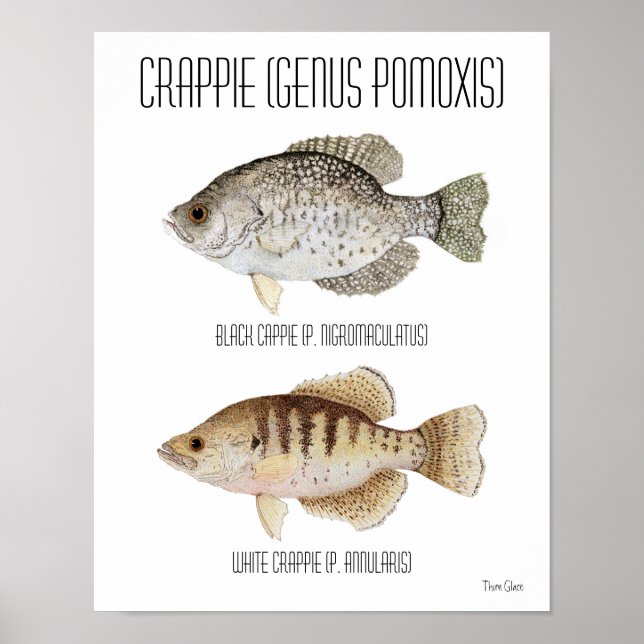 Crappie Poster (Front)