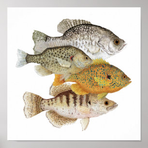 Crappies & Sunfish Poster