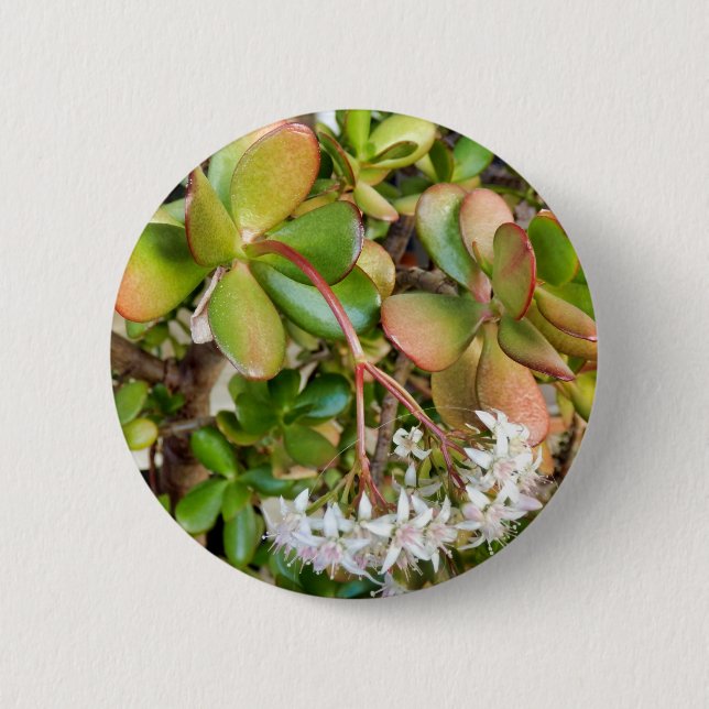 Crassula ovata Badge (Front)