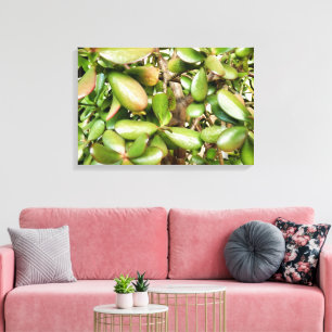 Crassula ovata canvas print