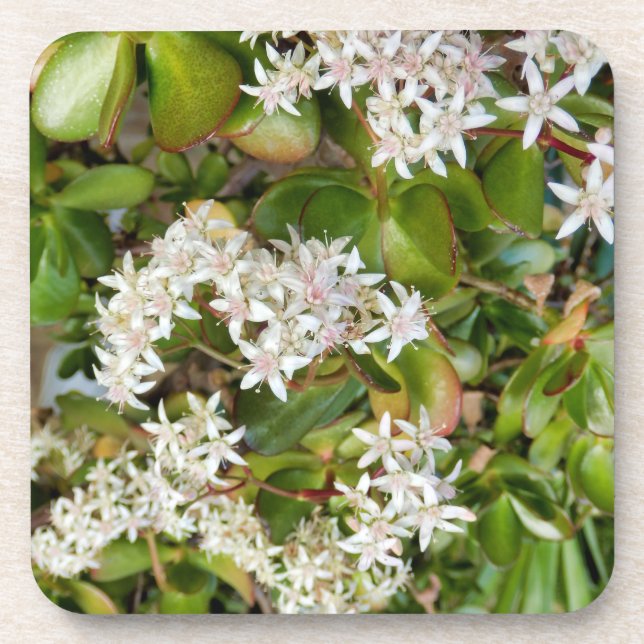 Crassula ovata coaster (Front)