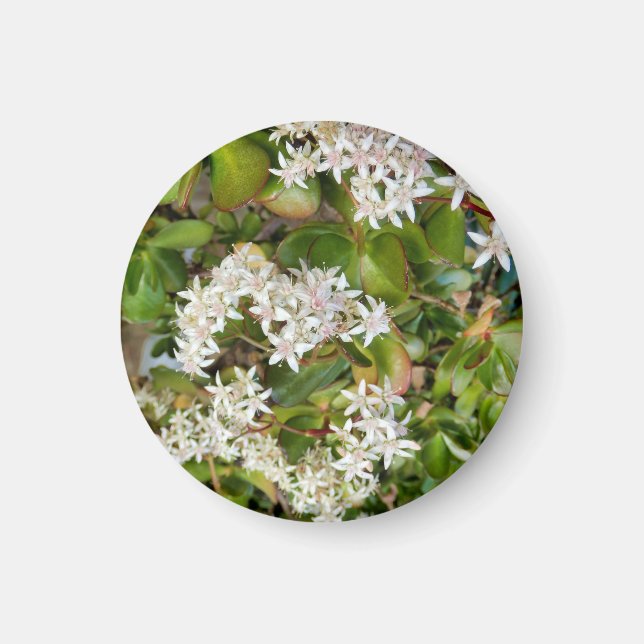 Crassula ovata magnet (Front)