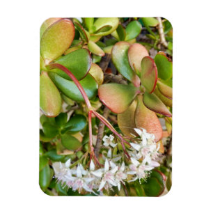 Crassula ovata magnet