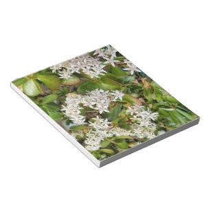 Crassula ovata notepad