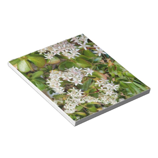 Crassula ovata notepad (Angled)