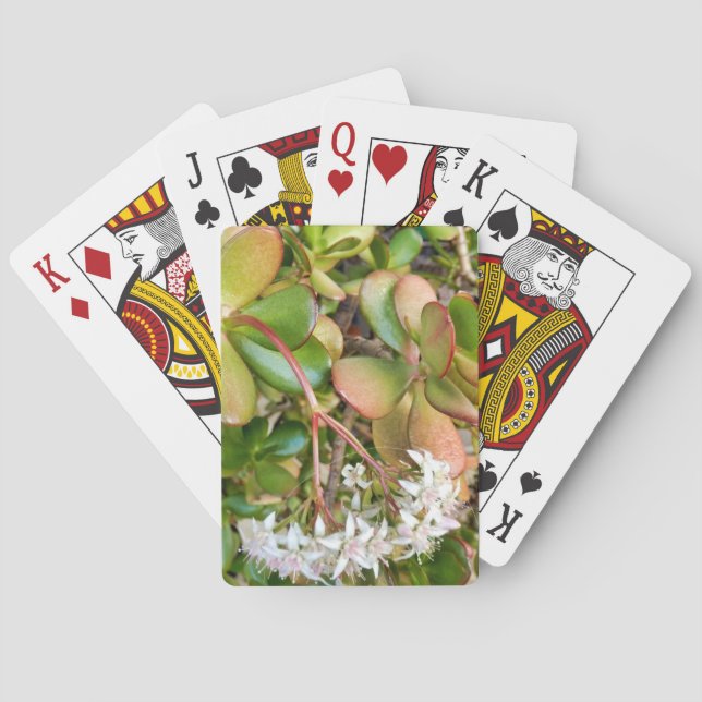 Crassula ovata playing cards (Back)