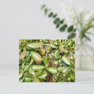 Crassula ovata postcard
