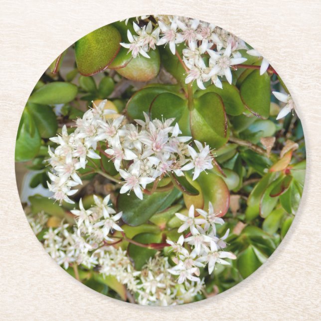 Crassula ovata round paper coaster (Front)
