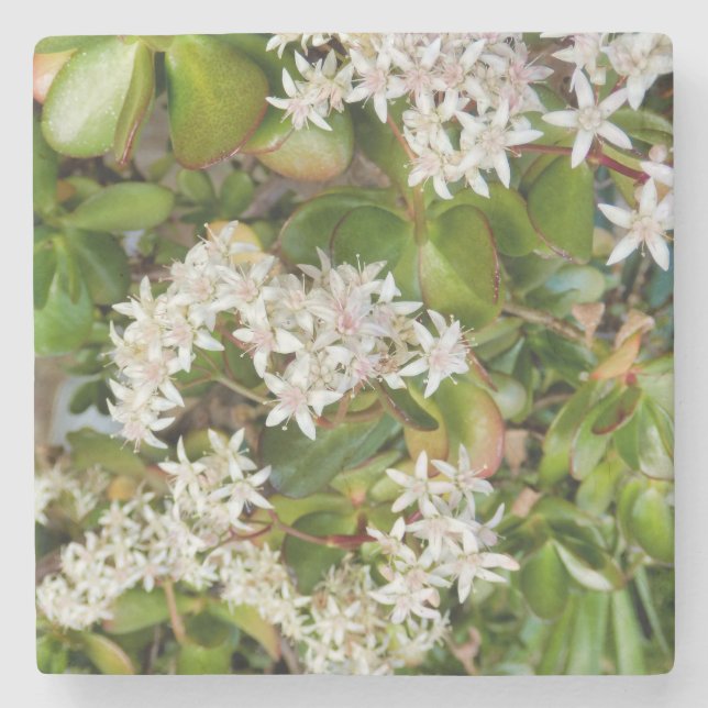 Crassula ovata stone coaster (Front)