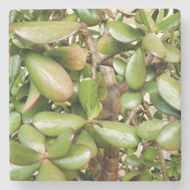 Crassula ovata stone coaster (Front)