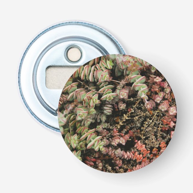 Crassula perforata bottle opener (Front)