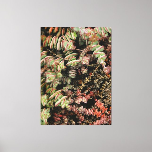 Crassula perforata canvas print (Front)