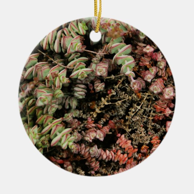 Crassula perforata ceramic tree decoration (Front)