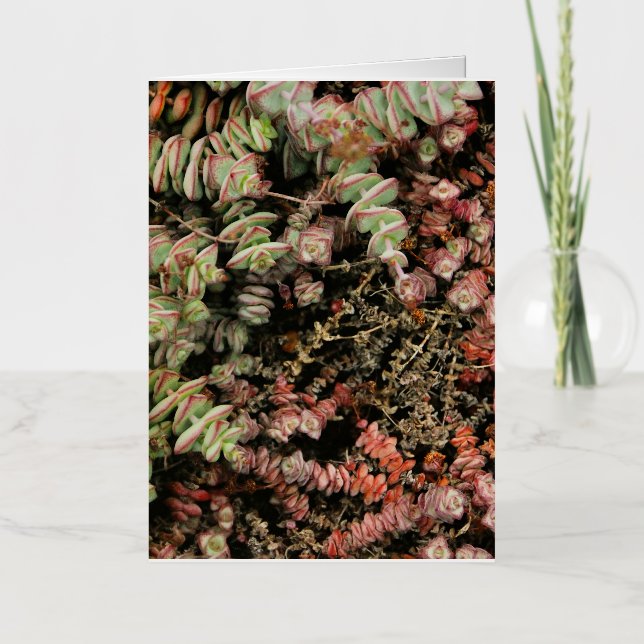 Crassula perforata foil greeting card (Front)