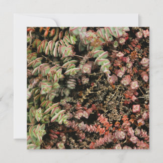 Crassula perforata holiday card