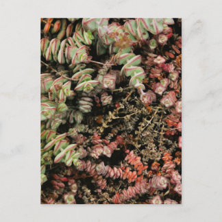 Crassula perforata invitation postcard