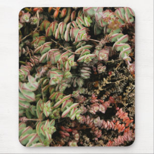 Crassula perforata mouse mat