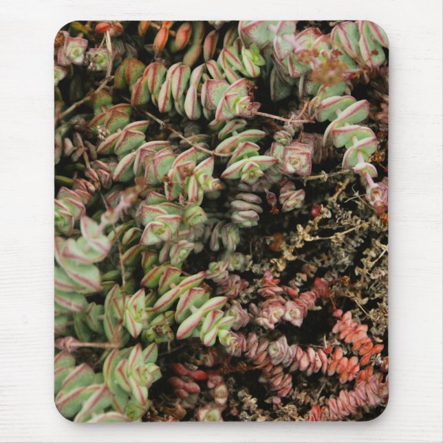 Crassula perforata mouse mat (Front)