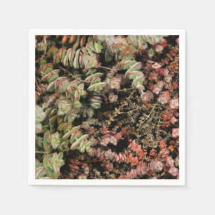 Crassula perforata napkin